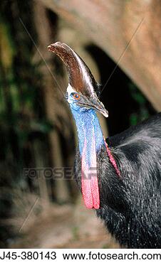 Stock Photo - wild australian 
casswary (casuarius 
casuarius) daintree 
queensland. fotosearch 
- search stock 
photos, pictures, 
images, and photo 
clipart