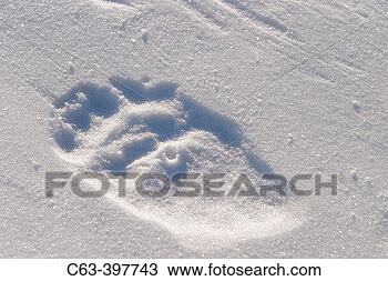 Stock Photo - adult polar bear 
(ursus maritimus) 
footprint on fresh 
snow near. fotosearch 
- search stock 
photos, pictures, 
images, and photo 
clipart