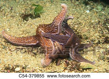 Stock Image - common starfish 
(asterias rubens) 
devouring clams 
galicia, spain. 
fotosearch - search 
stock photos, 
pictures, images, 
and photo clipart