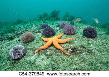 Stock Photograph - violet sea urchin 
(sphaerechinus 
granularis) and 
red starfish. 
fotosearch - search 
stock photos, 
pictures, images, 
and photo clipart