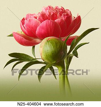 Stock Photo - coral peony, one 
open, one closed, 
on gradated background. 
fotosearch - search 
stock photos, 
pictures, images, 
and photo clipart