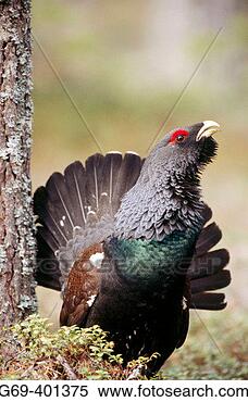 Stock Image - the capercaillie 
(tetrao urogallus) 
is displaying 
in pineforest. 
fotosearch - search 
stock photos, 
pictures, images, 
and photo clipart