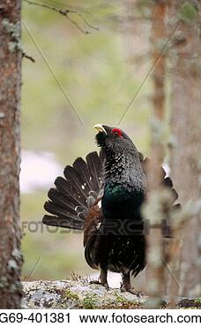 Stock Photography - the capercaillie 
(tetrao urogallus) 
is displaying 
in a pineforest. 
fotosearch - search 
stock photos, 
pictures, images, 
and photo clipart