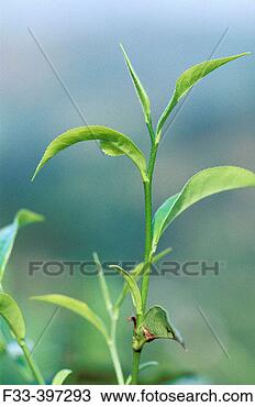 Stock Photo - tea plant nuwara 
eliya, sri lanka. 
fotosearch - search 
stock photos, 
pictures, images, 
and photo clipart