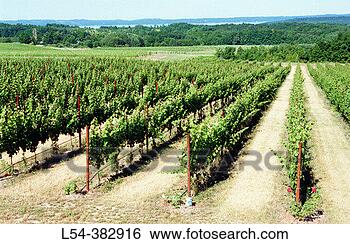 Stock Photo - vineyard traverse 
city michigan 
usa. fotosearch 
- search stock 
photos, pictures, 
images, and photo 
clipart
