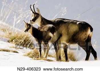 Stock Photo - chamois (rupicapra 
rupicapra) winter 
austria. fotosearch 
- search stock 
photos, pictures, 
images, and photo 
clipart