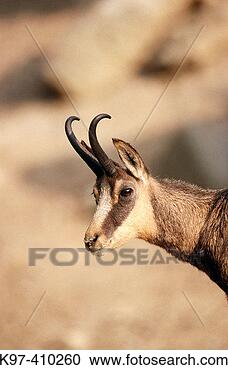 Stock Photography - chamois (rupicapra 
rupicapra) gran 
paradiso national 
park, italy. fotosearch 
- search stock 
photos, pictures, 
images, and photo 
clipart
