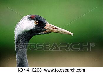Stock Photo - common crane (grus 
grus) germany. 
fotosearch - search 
stock photos, 
pictures, images, 
and photo clipart