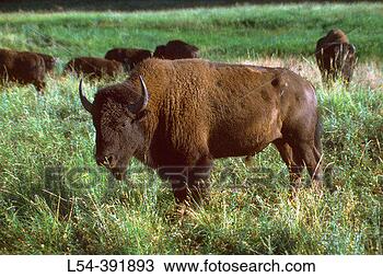 Stock Photo - buffalo on wildlife 
road, custer state 
park south dakota, 
usa. fotosearch 
- search stock 
photos, pictures, 
images, and photo 
clipart