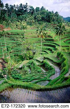 Stock Photography - rice terraces 
bali indonesia. 
fotosearch - search 
stock photos, 
pictures, images, 
and photo clipart