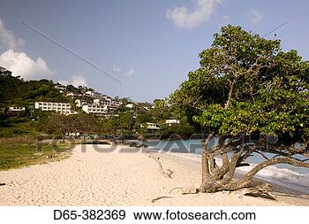 Stock Photograph - grenada,  grande 
anse and morne 
rouge: morning 
view of grande 
anse. fotosearch 
- search stock 
photos, pictures, 
images, and photo 
clipart