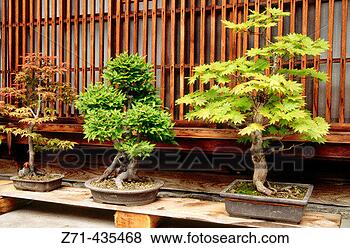 Stock Photo - bonsais in narai, 
kiso valley central 
honshu, japan. 
fotosearch - search 
stock photos, 
pictures, images, 
and photo clipart