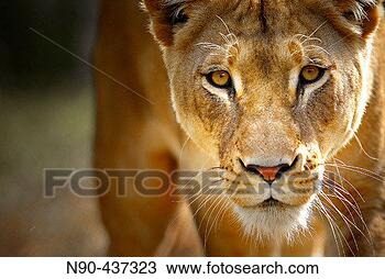 Stock Photo - lion south australia. 
fotosearch - search 
stock photos, 
pictures, images, 
and photo clipart