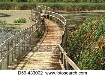 Stock Photo - observation walkway, 
marshland oka 
national park 
quebec canada. 
fotosearch - search 
stock photos, 
pictures, images, 
and photo clipart