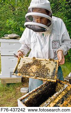 Stock Photo - beekeeper inspecting 
frame with worker 
bee brood (tight 
pattern in. fotosearch 
- search stock 
photos, pictures, 
images, and photo 
clipart