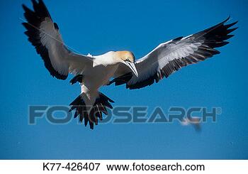 Picture - cape gannet (sula 
capensis) lambert´s 
bay, south africa. 
fotosearch - search 
stock photos, 
pictures, images, 
and photo clipart