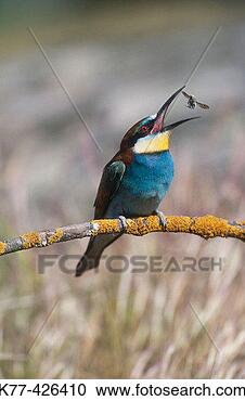 Stock Photography - european bee-eater 
with bee (merops 
apiaster) extremadura, 
spain. fotosearch 
- search stock 
photos, pictures, 
images, and photo 
clipart