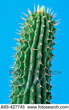 Stock Image - hoodia gordonii 
the medicinal 
use of hoodia 
is long known 
by the. fotosearch 
- search stock 
photos, pictures, 
images, and photo 
clipart
