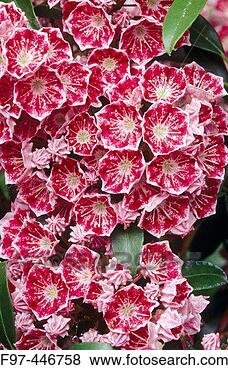 Stock Photo - mountain laurel 
(kalmia latifolia) 
garden flower 
ashland, oregon, 
usa. fotosearch 
- search stock 
photos, pictures, 
images, and photo 
clipart