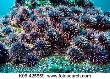 Stock Photograph - purple sea urchins 
(strongylocentrus 
purpuratus) california, 
usa. fotosearch 
- search stock 
photos, pictures, 
images, and photo 
clipart