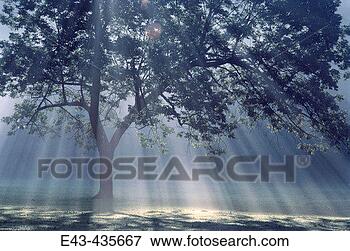 Picture - sunrays shining 
through a lone 
tree. fotosearch 
- search stock 
photos, pictures, 
images, and photo 
clipart