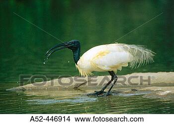 Stock Photo - white ibis (eudocimus 
albus) quenching 
thirst rangantittu 
bird. fotosearch 
- search stock 
photos, pictures, 
images, and photo 
clipart