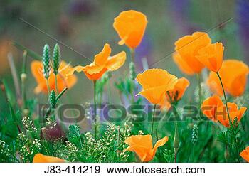 Stock Photograph - mexican goldpoppies 
superstition mountains, 
arizona, usa. 
fotosearch - search 
stock photos, 
pictures, images, 
and photo clipart