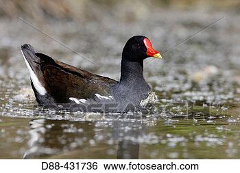 Stock Photo - moorhen (gallinula 
chloropus). fotosearch 
- search stock 
photos, pictures, 
images, and photo 
clipart