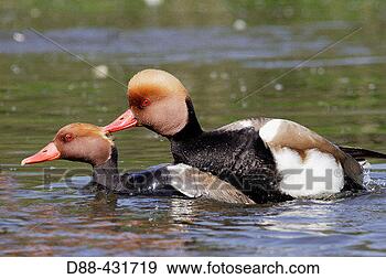 Stock Photograph - red-crested pochard 
mating (netta 
rufina). fotosearch 
- search stock 
photos, pictures, 
images, and photo 
clipart