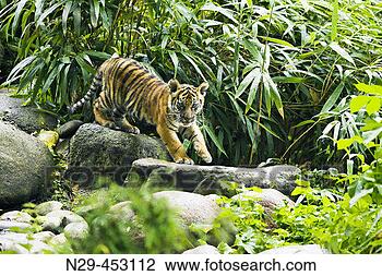 Stock Photo - sumatran tiger 
(panthera tigris 
sumatrae) captive, 
cub germany. fotosearch 
- search stock 
photos, pictures, 
images, and photo 
clipart