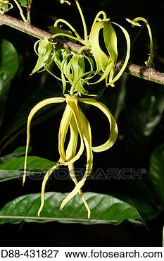 Picture - ylang ylang flower 
cananga odorata. 
fotosearch - search 
stock photos, 
pictures, images, 
and photo clipart