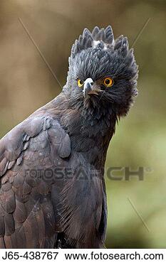Picture - black hawk-eagle 
(spizaetus tyrannus) 
misiones, argentina. 
fotosearch - search 
stock photos, 
pictures, images, 
and photo clipart
