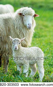 Stock Photo - ´latza´ sheep, 
adult and lamb 
legazpi guipúzcoa, 
spain. fotosearch 
- search stock 
photos, pictures, 
images, and photo 
clipart