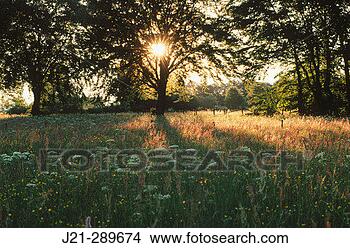 Stock Photo - meadow at sunset 
ardennes, belgium. 
fotosearch - search 
stock photos, 
pictures, images, 
and photo clipart