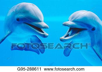 Stock Photography - bottlenose dolphin 
(tursiops truncatus) 
in captivity. 
fotosearch - search 
stock photos, 
pictures, images, 
and photo clipart