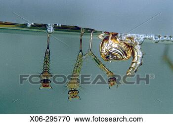 Stock Photography - mosquito (culiseta 
sp), larvae and 
pupa. fotosearch 
- search stock 
photos, pictures, 
images, and photo 
clipart