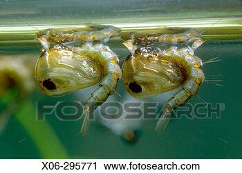 Stock Photography - mosquito (culiseta 
sp), pupae. fotosearch 
- search stock 
photos, pictures, 
images, and photo 
clipart
