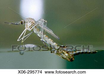 Stock Photo - mosquito (culiseta 
sp), metamorphosis. 
fotosearch - search 
stock photos, 
pictures, images, 
and photo clipart