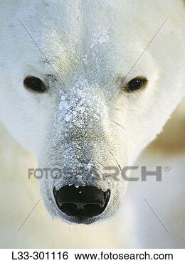 Stock Photo - polar bear (ursus 
maritimus). fotosearch 
- search stock 
photos, pictures, 
images, and photo 
clipart