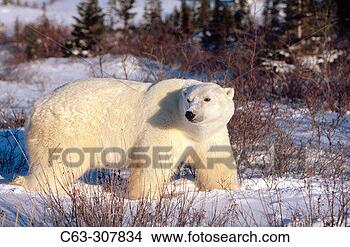 Stock Photo - adult polar bear 
(ursus maritimus) 
in fresh snow 
boreal forest. 
fotosearch - search 
stock photos, 
pictures, images, 
and photo clipart