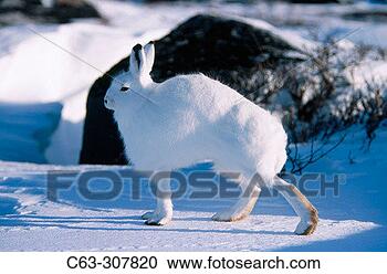 Stock Photography - arctic hare (lepus 
arcticus) in winter 
coloration on 
fresh snow. fotosearch 
- search stock 
photos, pictures, 
images, and photo 
clipart