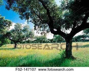 Picture - holm oak trees 
in caceres province 
extremadura, spain. 
fotosearch - search 
stock photos, 
pictures, images, 
and photo clipart