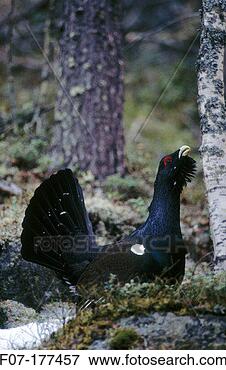 Picture - capercaillie (tetrao 
urogallus), male 
sweden. fotosearch 
- search stock 
photos, pictures, 
images, and photo 
clipart