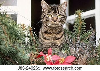 Stock Image - domestic cat and 
christmas decoration. 
fotosearch - search 
stock photos, 
pictures, images, 
and photo clipart