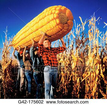 Stock Photo - farm hands carrying 
incredible ear 
of corn. fotosearch 
- search stock 
photos, pictures, 
images, and photo 
clipart