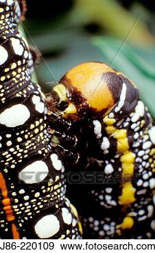 Stock Photograph - head of spurge 
hawkmoth caterpillar 
(hyles euphorbiae). 
fotosearch - search 
stock photos, 
pictures, images, 
and photo clipart