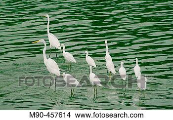 Stock Photo - great egret (egretta 
alba) la venta 
park, villahermosa 
tabasco, mexico. 
fotosearch - search 
stock photos, 
pictures, images, 
and photo clipart