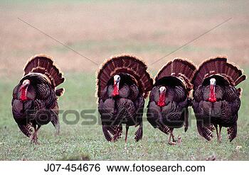 Stock Photo - wild turkeys (meleagris 
gallopavo) northern 
texas usa. fotosearch 
- search stock 
photos, pictures, 
images, and photo 
clipart