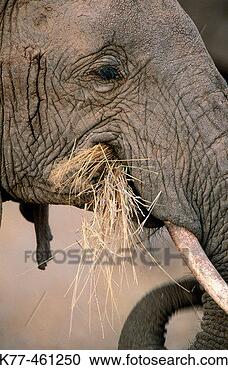 Stock Photography - african elephant 
(loxodonta africana) 
samburu national 
reserve kenya. 
fotosearch - search 
stock photos, 
pictures, images, 
and photo clipart