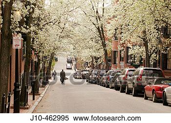Stock Image - flowering pear 
trees,  pinckney 
st,  beacon hill, 
 boston. fotosearch 
- search stock 
photos, pictures, 
images, and photo 
clipart